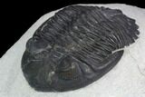 Detailed Hollardops Trilobite - Ofaten, Morocco #126296-3
